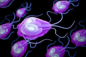 Giardia