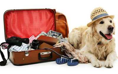 Reizen met uw huisdier