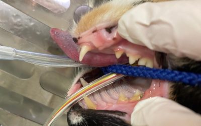 Tandpijn bij huisdieren: een onderschat probleem!
